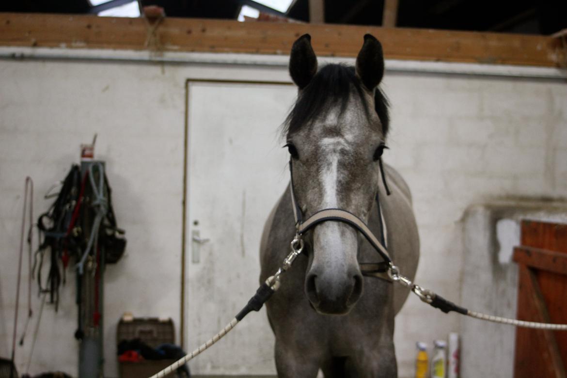 Holstener Cera Lyngriis billede 10