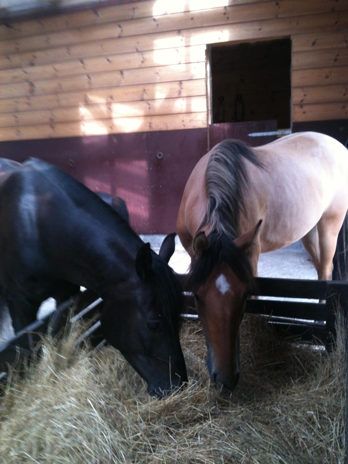 Welsh Pony af Cob-type (sec C) Nafi <3 stjerneponyen<3(tidl. hest) billede 9