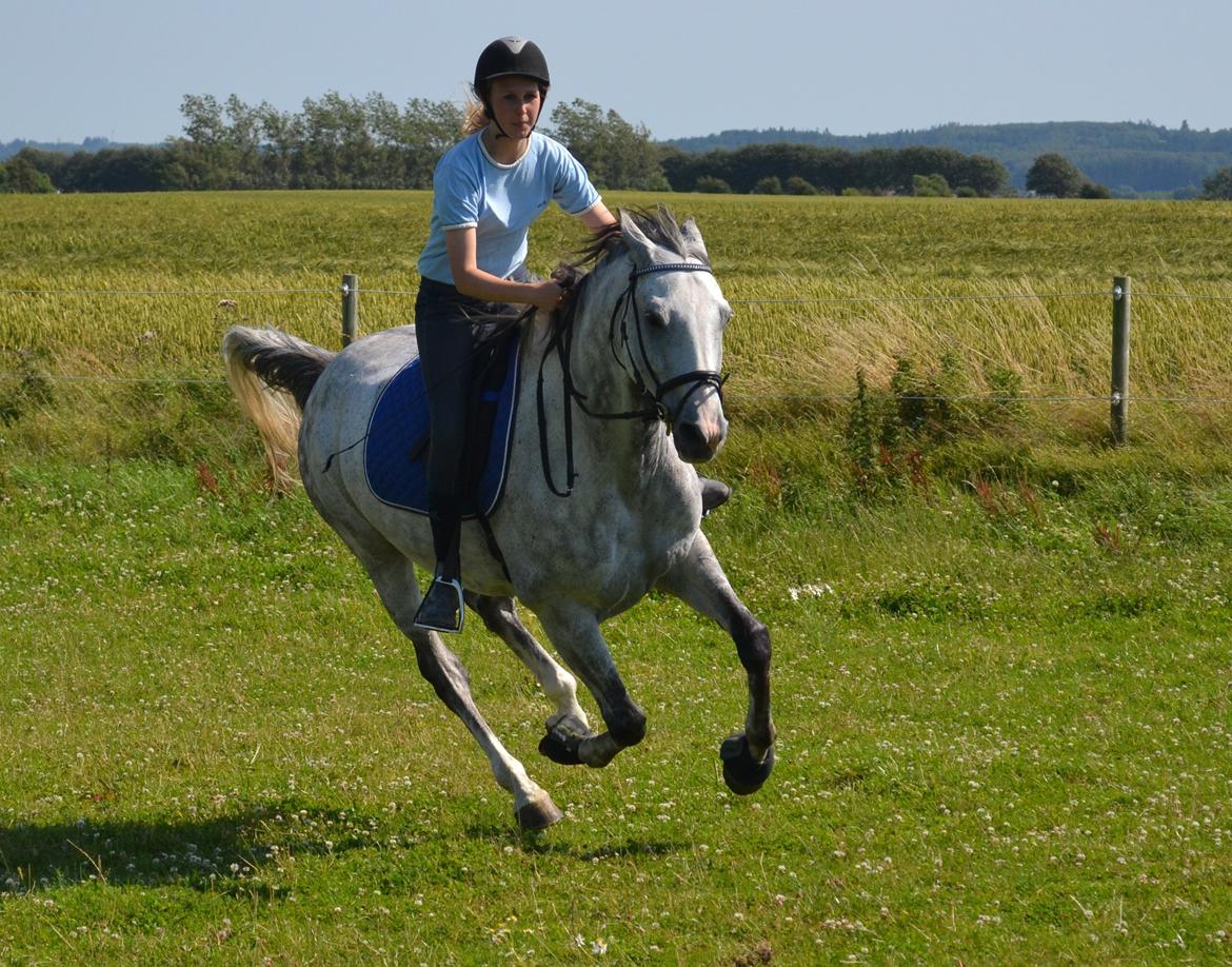 Anglo Araber (AA) Rodeo billede 18