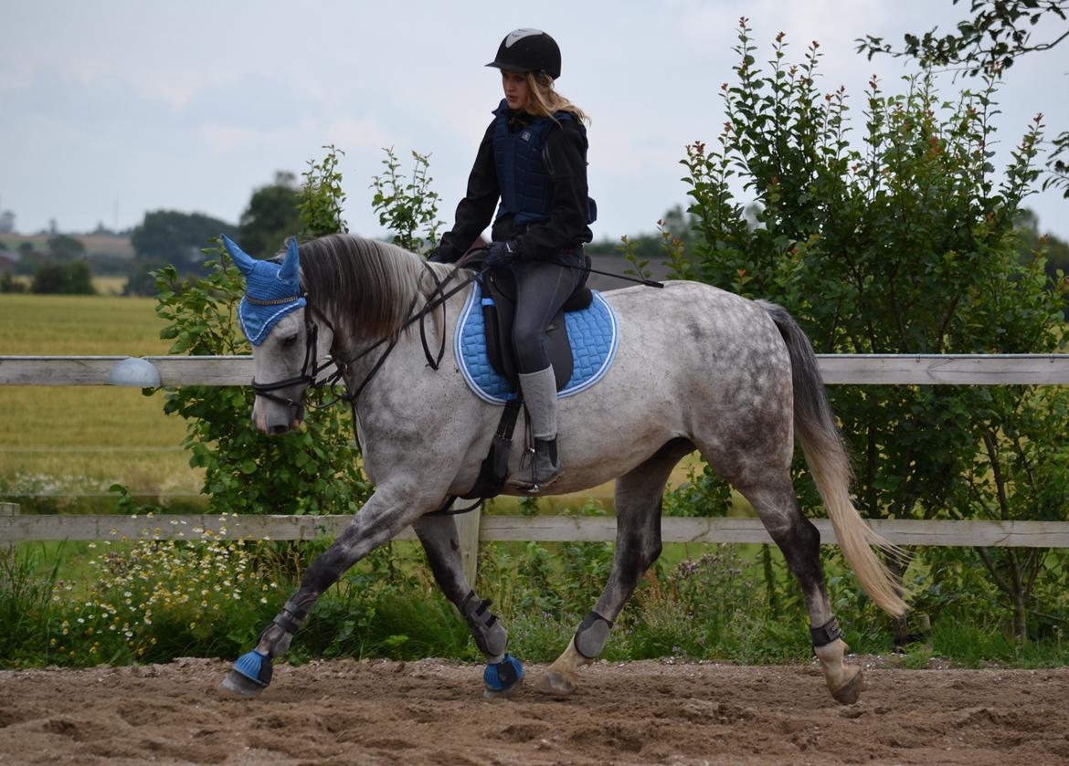 Anglo Araber (AA) Rodeo billede 13