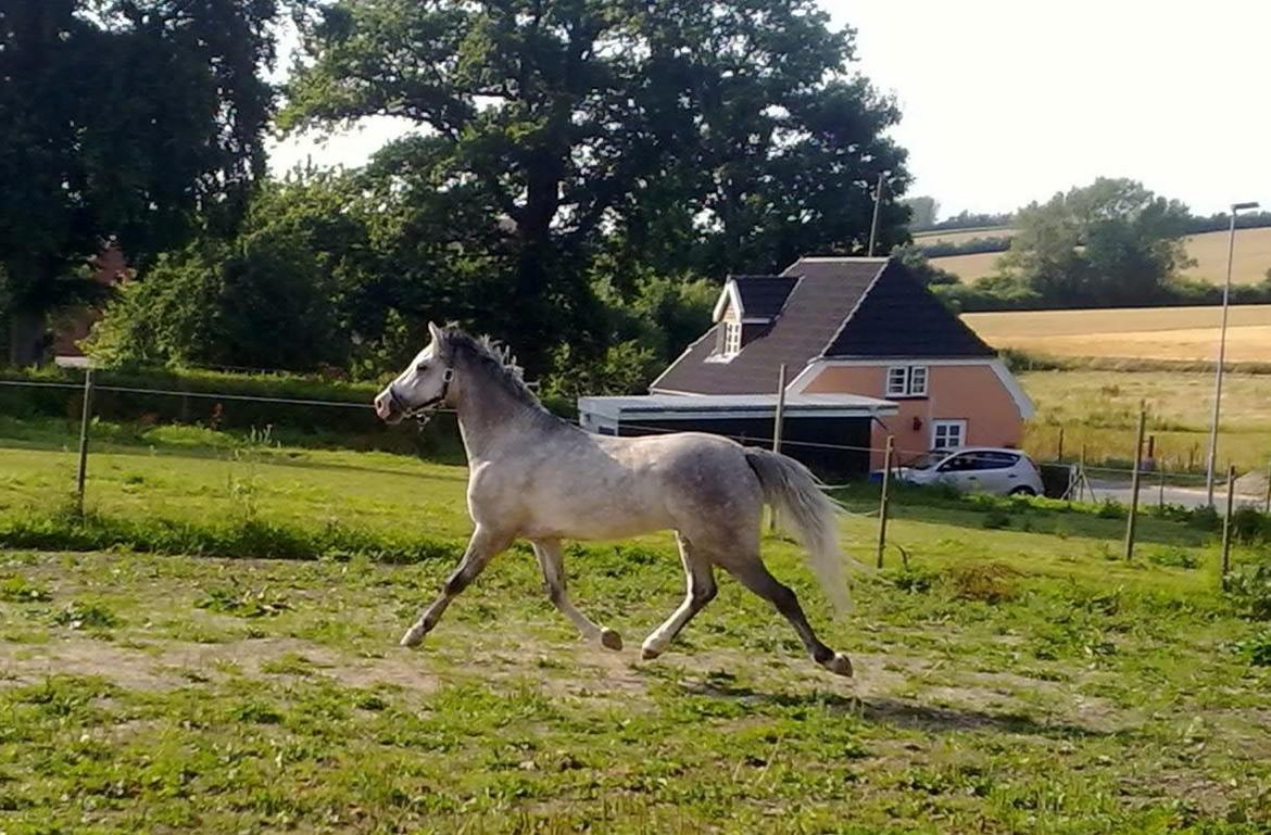 Welsh Pony (sec B) Bjerregårds Belissimo - Smååkke pony <3
 billede 4