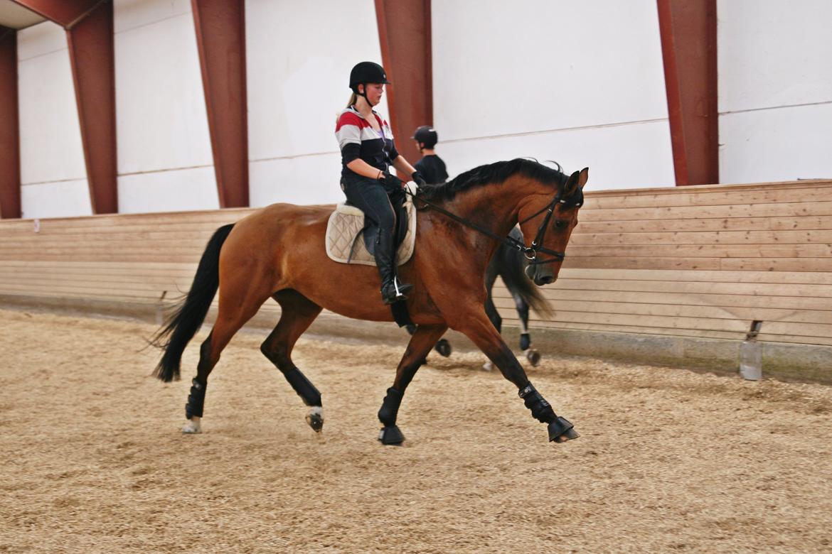 Dansk Varmblod - Lacoste [HIMMEL HEST] - 3) billede 3