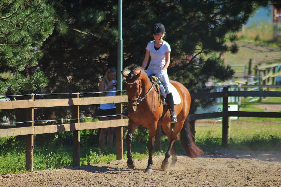 Oldenborg Zephyr af østerdovergaard billede 5