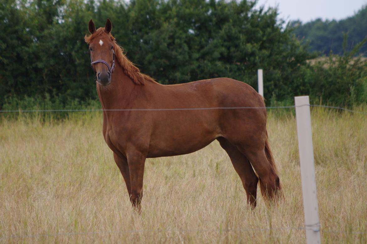 Dansk Varmblod Diana billede 2