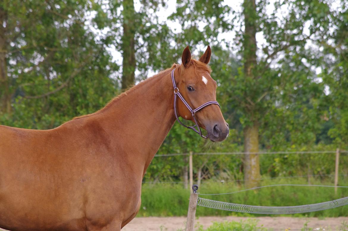 Dansk Varmblod Diana billede 3