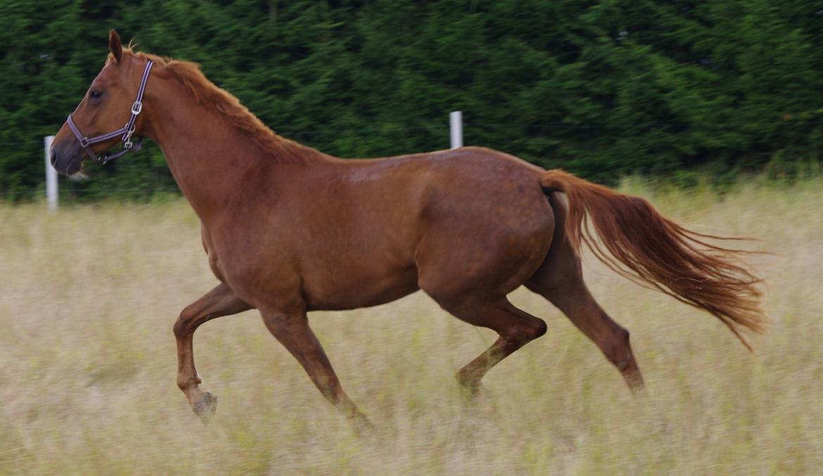 Dansk Varmblod Diana billede 4
