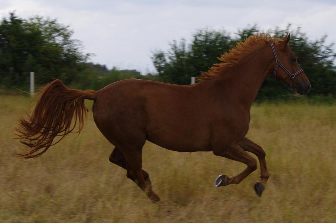 Dansk Varmblod Diana billede 5