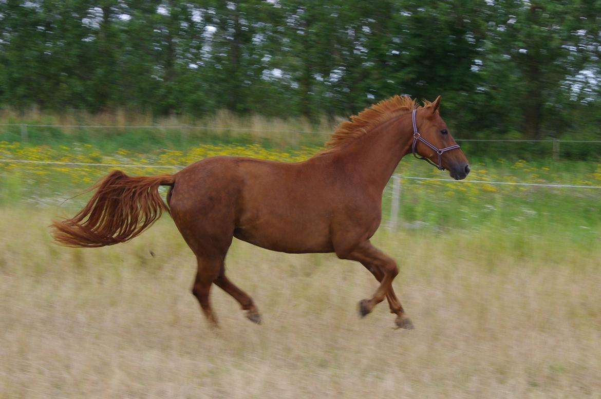 Dansk Varmblod Diana billede 6