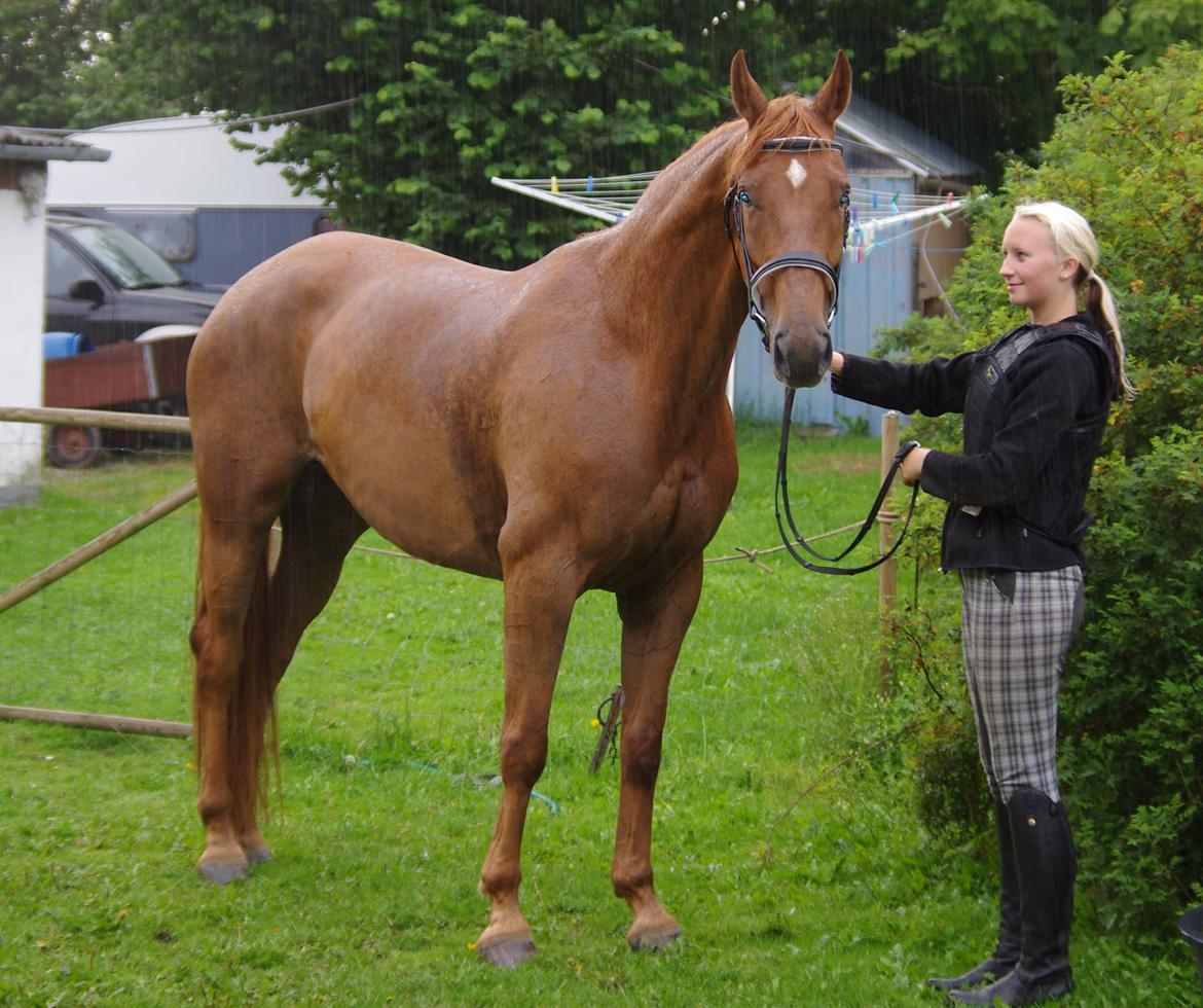 Dansk Varmblod Diana billede 7