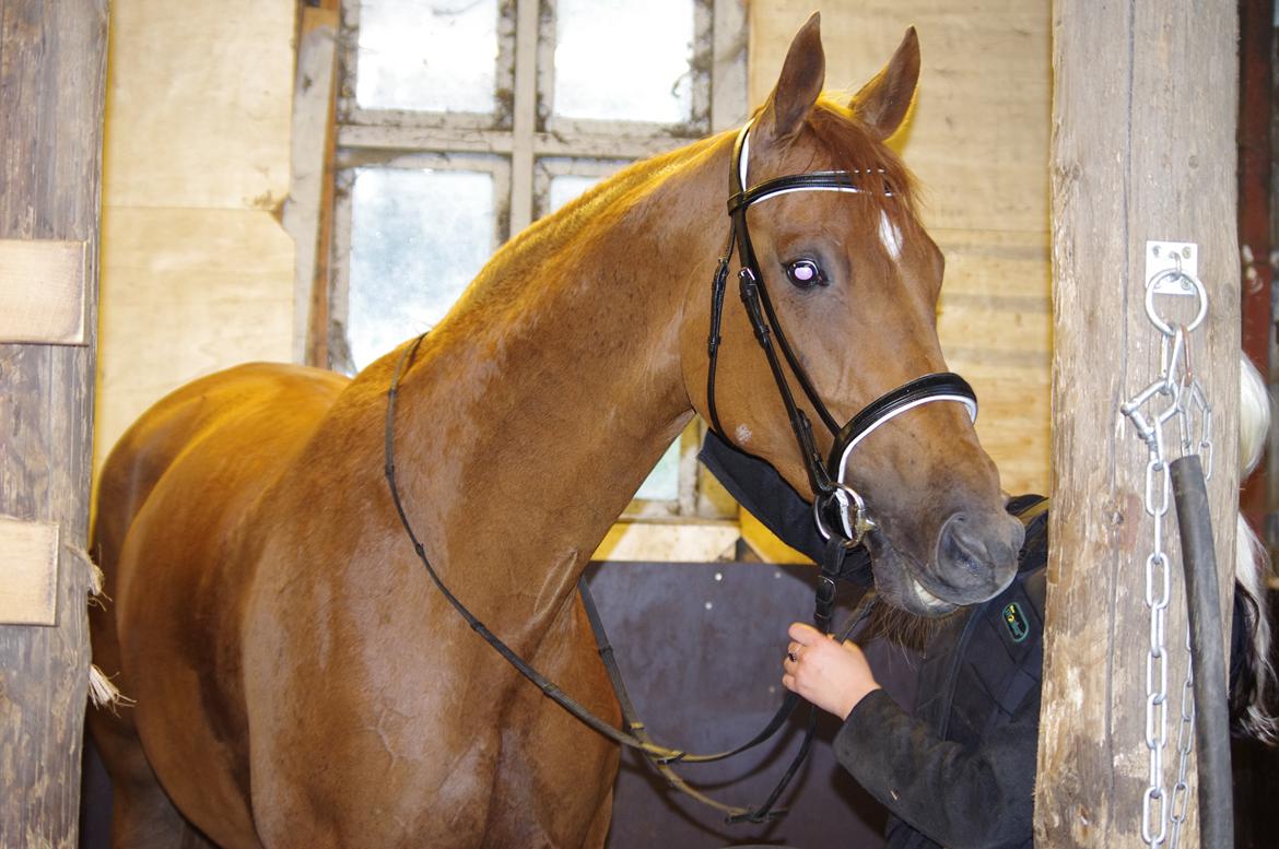 Dansk Varmblod Diana billede 8