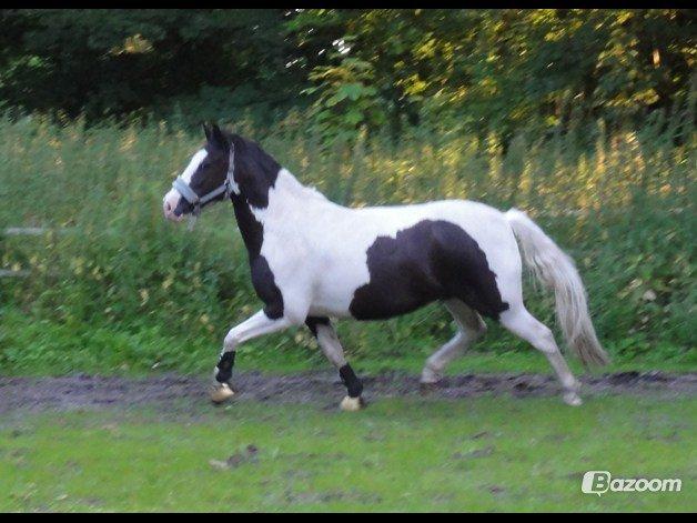 Anden særlig race "koen" Spirit - Løs på banen, inden løsspring :D  billede 19