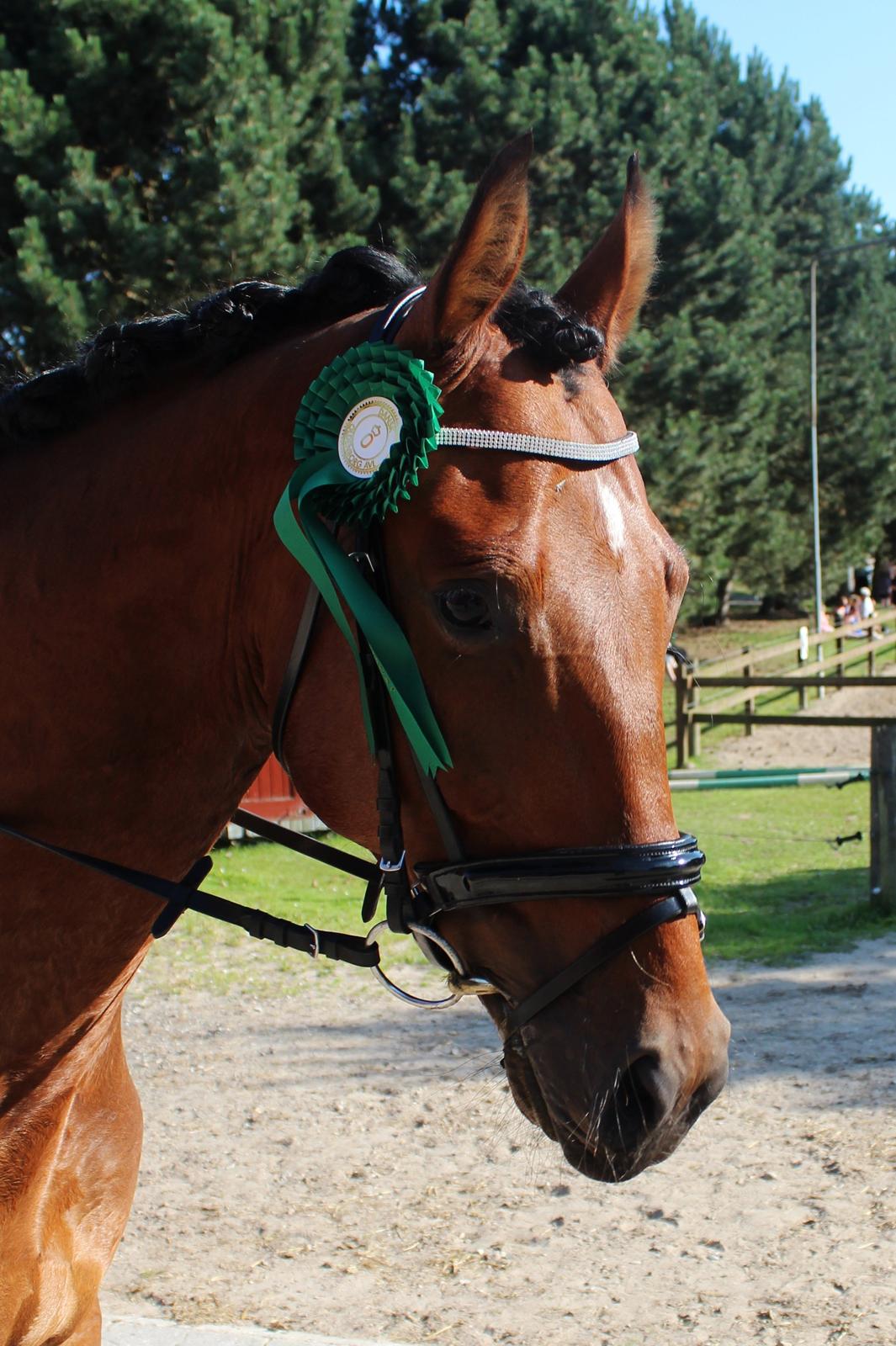 Oldenborg Zephyr af østerdovergaard billede 2