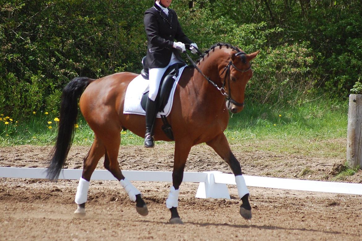 Dansk Varmblod Åtoftens Lericko billede 4