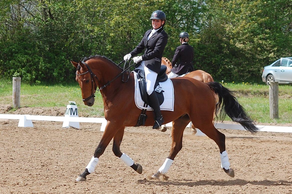 Dansk Varmblod Åtoftens Lericko billede 2