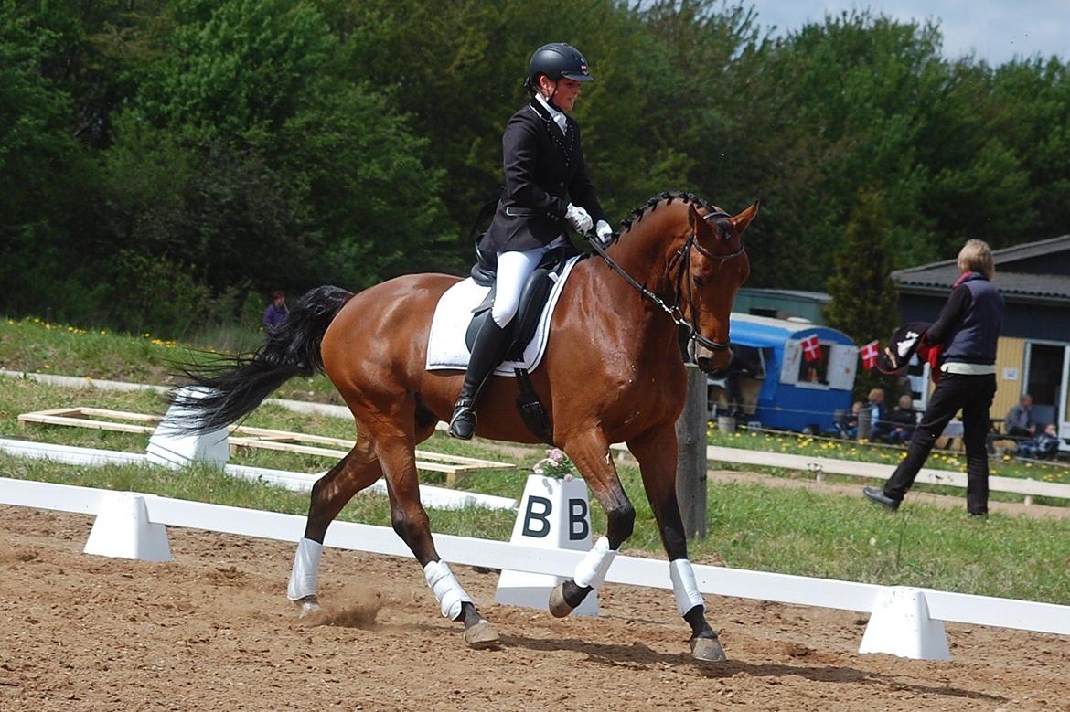 Dansk Varmblod Åtoftens Lericko billede 1