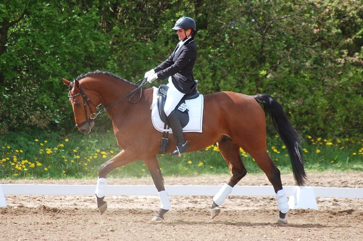 Dansk Varmblod Åtoftens Lericko billede 5