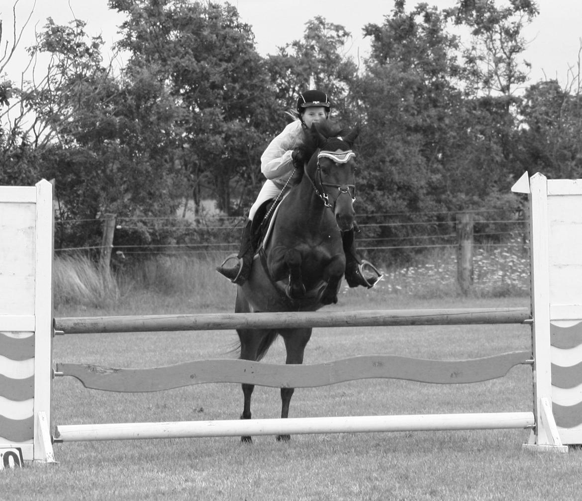 New Forest SØGÅRDENS U-TURN  ** B-pony**  billede 19