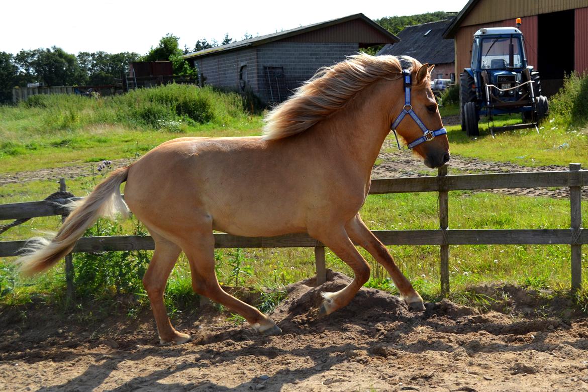 Anden særlig race Baby aka. Tino Von Rebel - 28. juli, 2012 - :') Han er blevet så stor og lækker! billede 18