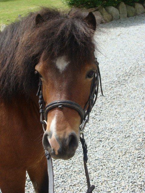 Shetlænder Bruno billede 16