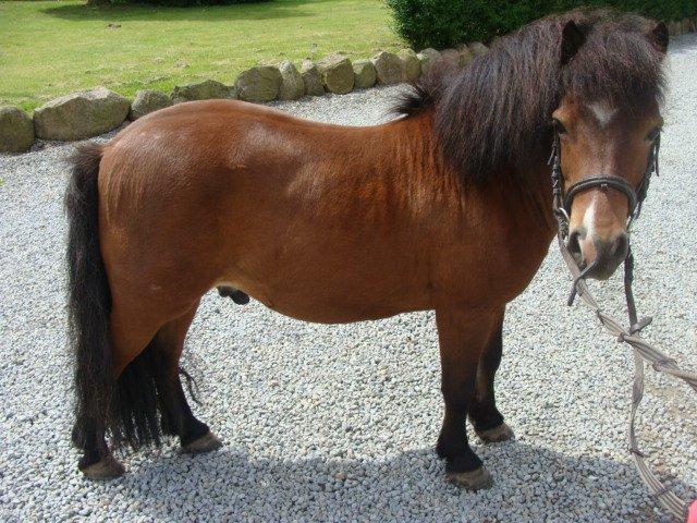 Shetlænder Bruno billede 17