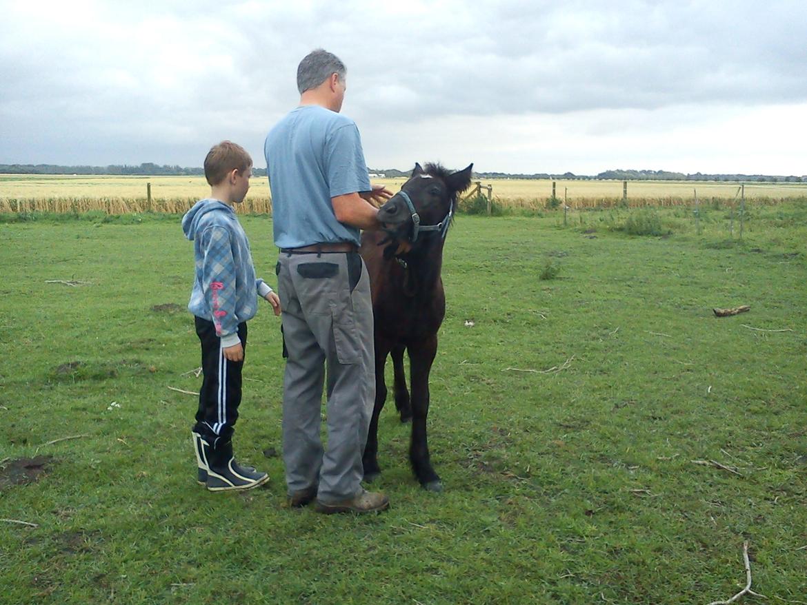 Fell pony Tarpans Fellboy billede 11