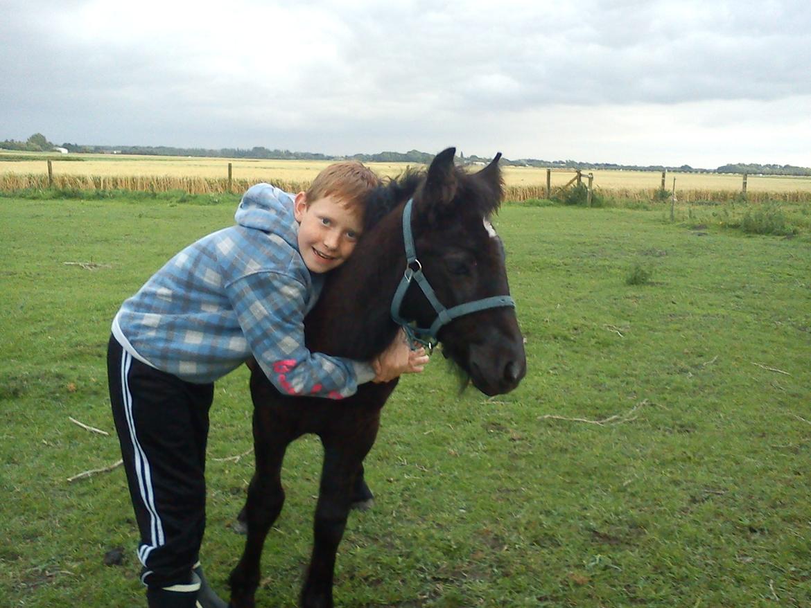 Fell pony Tarpans Fellboy - En krammer siger man aldrig nej til billede 12