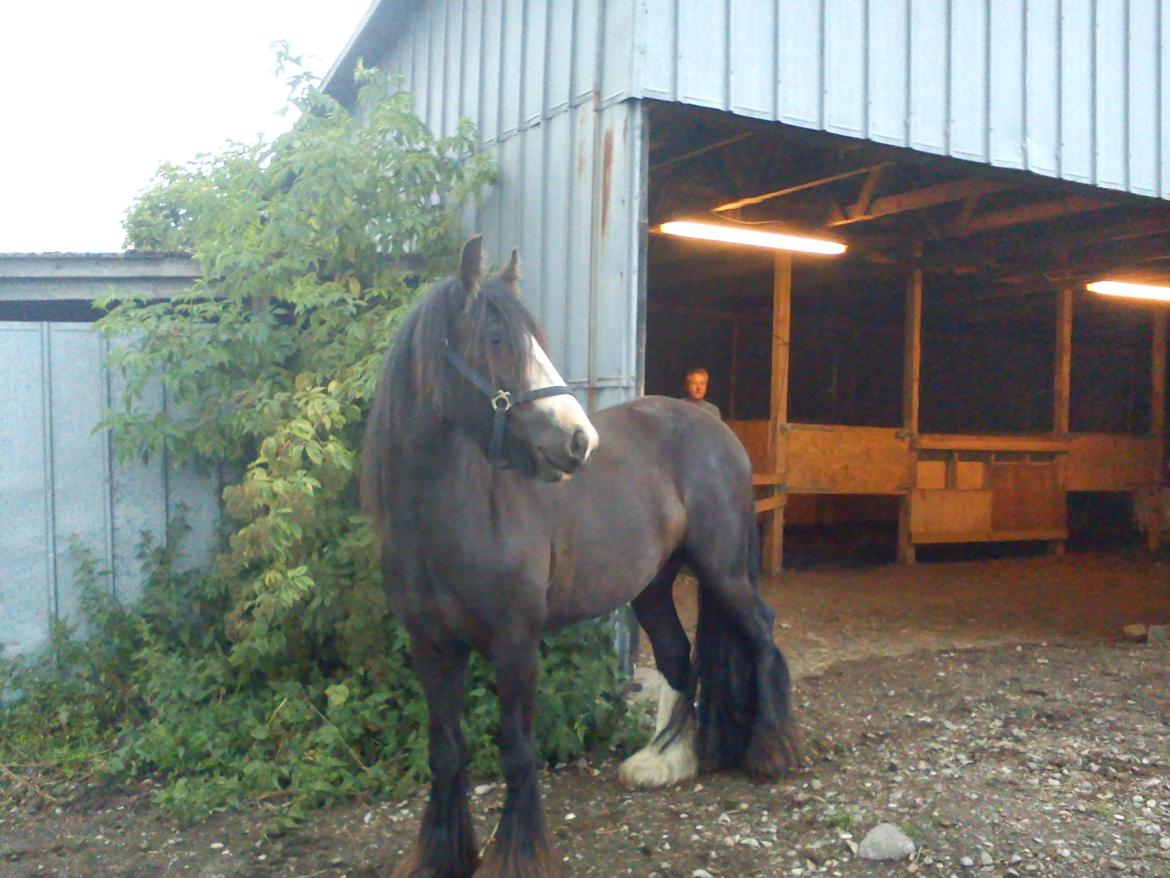 Irish Cob Kloster's Maxi - *vikarhesten* - Smukke Maxi billede 16
