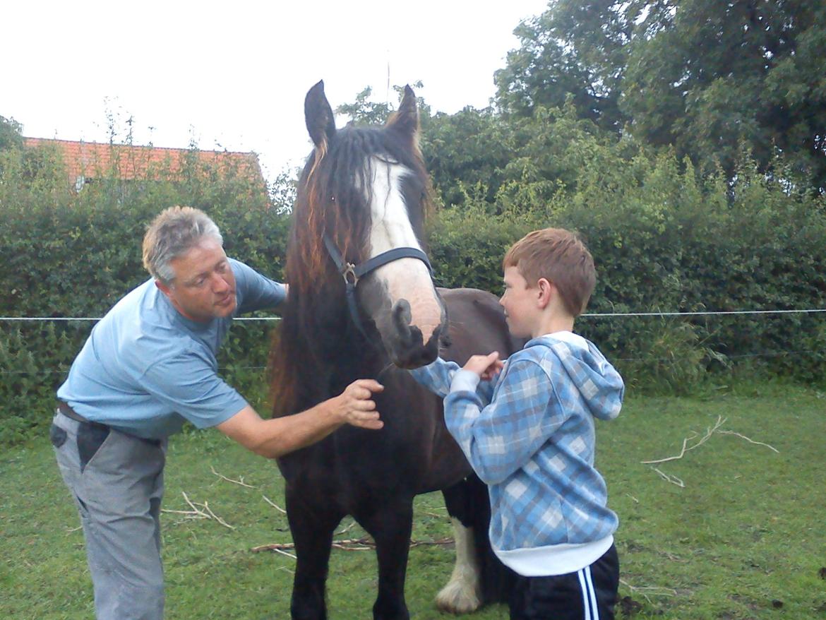 Irish Cob Kloster's Maxi - *vikarhesten* - Elsker at være midtpunkt billede 17