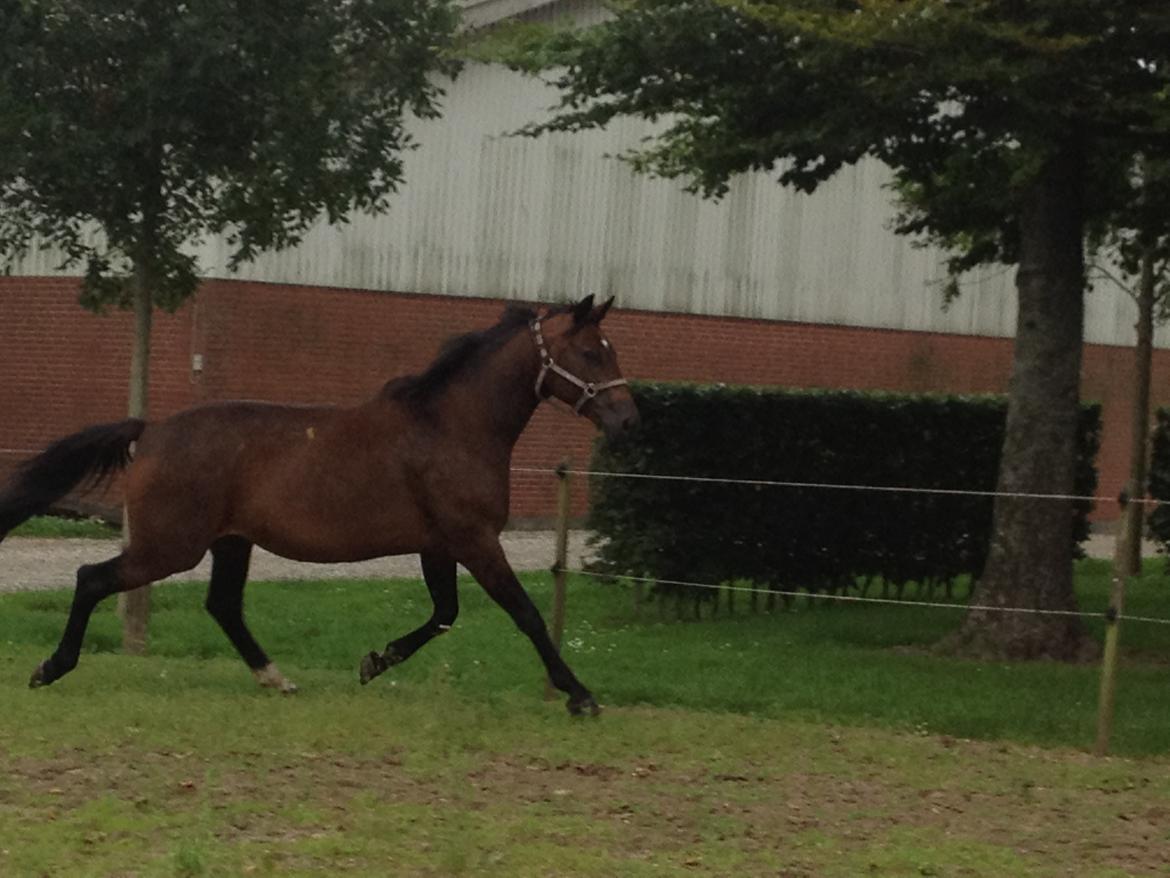 Tysk Oldenburger Terra X billede 16