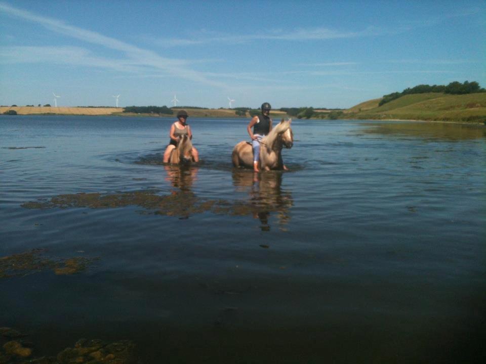 Anden særlig race cæcar - badetur i Glenstrup sø billede 18