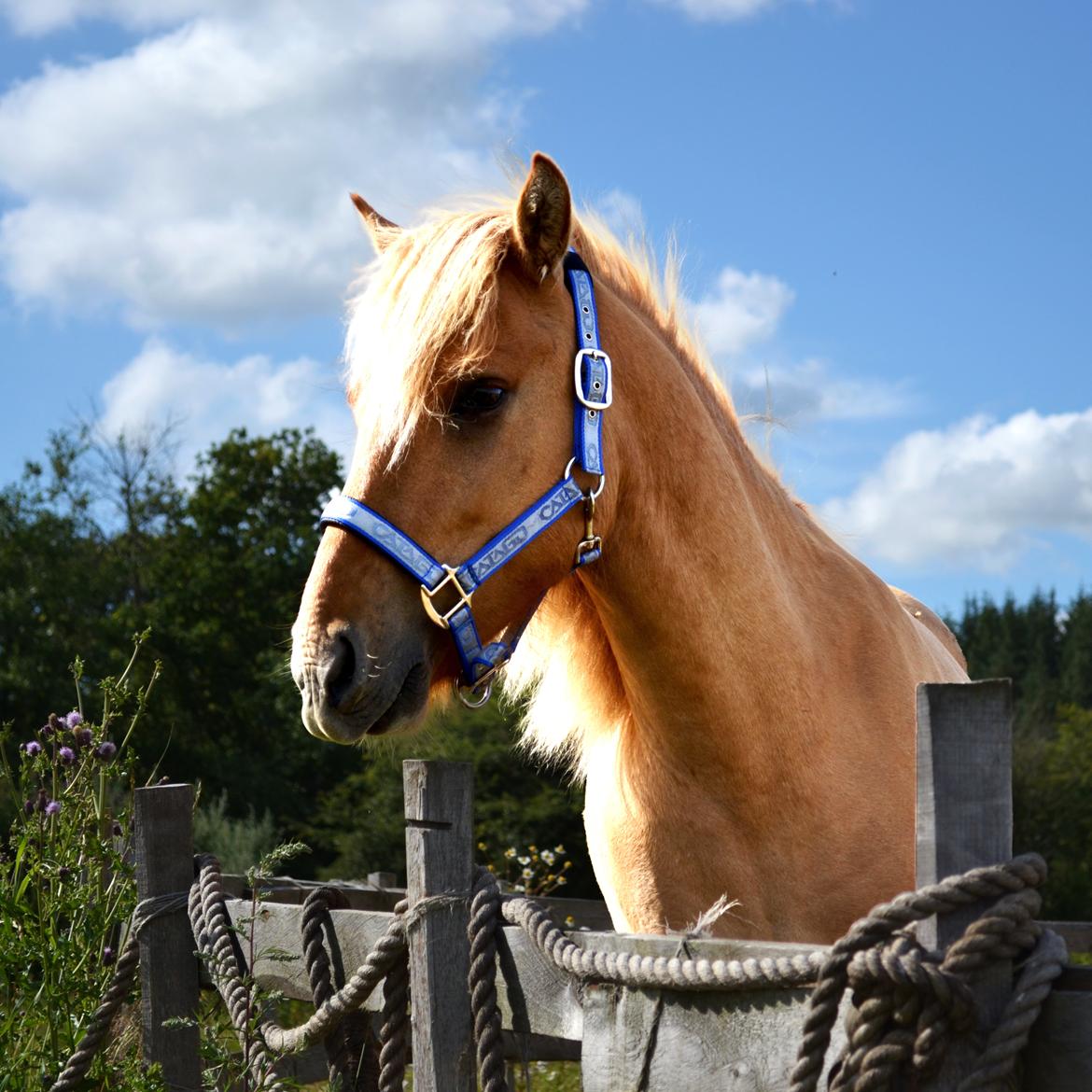 Anden særlig race Baby aka. Tino Von Rebel - 28. juli, 2012 - Den skønneste engel.. <3 billede 5