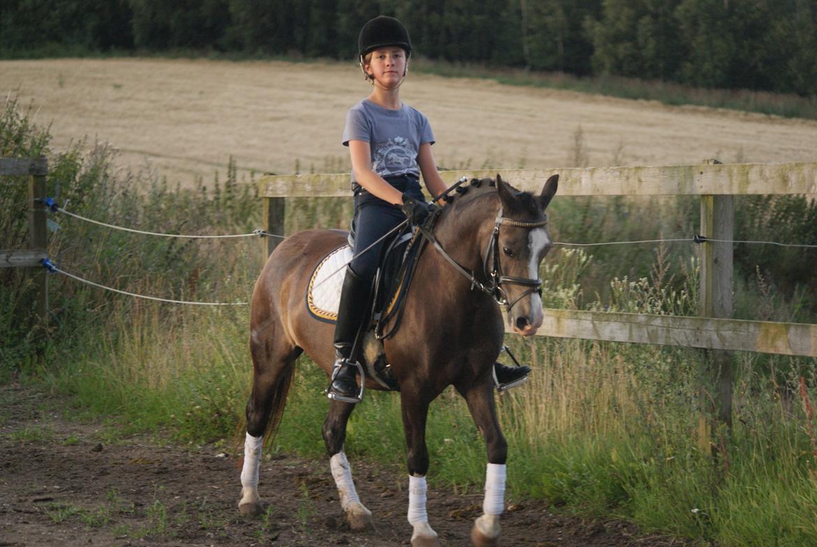 Welsh Pony (sec B) Harmonie V - Træning mandag d. 30. juli 2012 billede 3