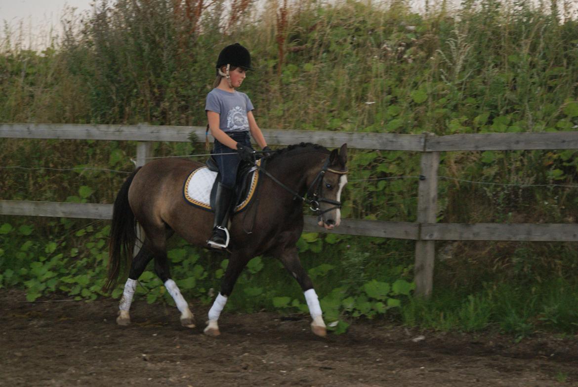 Welsh Pony (sec B) Harmonie V - Fine Hamse:-) billede 4