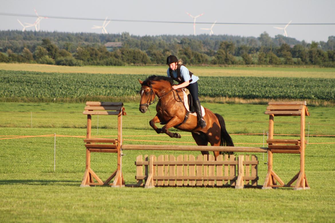 Anden særlig race San Diego billede 2
