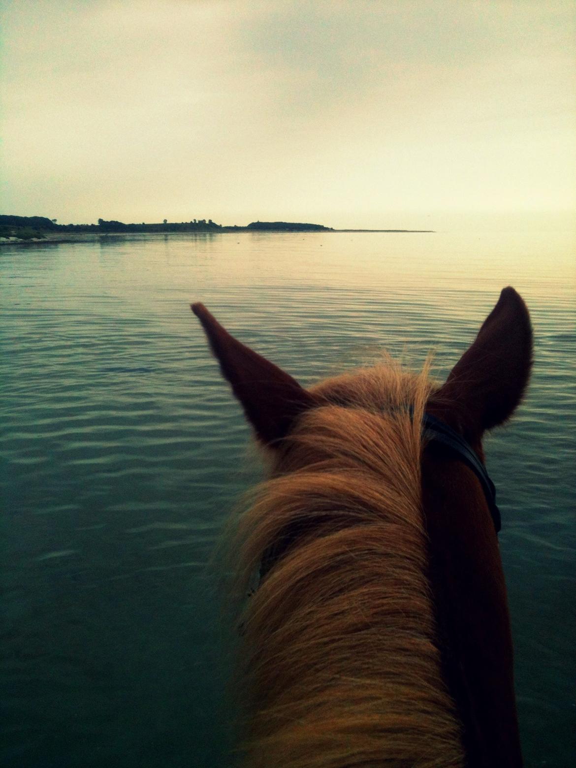 New Forest Malthe - Strandtur med Malle <3 29-07-2012 billede 19