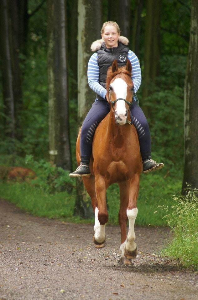 Welsh Partbred (Sec F) Indrino - Fuld fart <3 billede 9