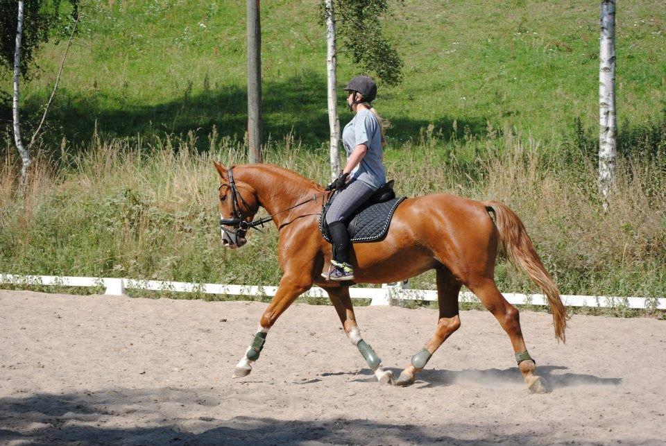 Anden særlig race FoxTrot - skråt igennem :D <3 billede 10