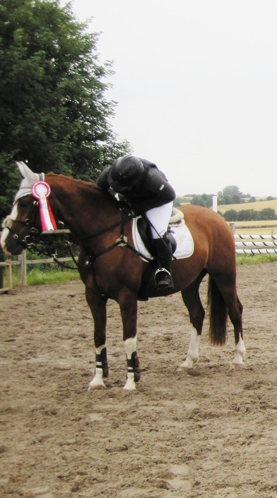 Welsh Partbred (Sec F) Indrino - 1. Plads til vores aller sidste stævne sammen <3 billede 15
