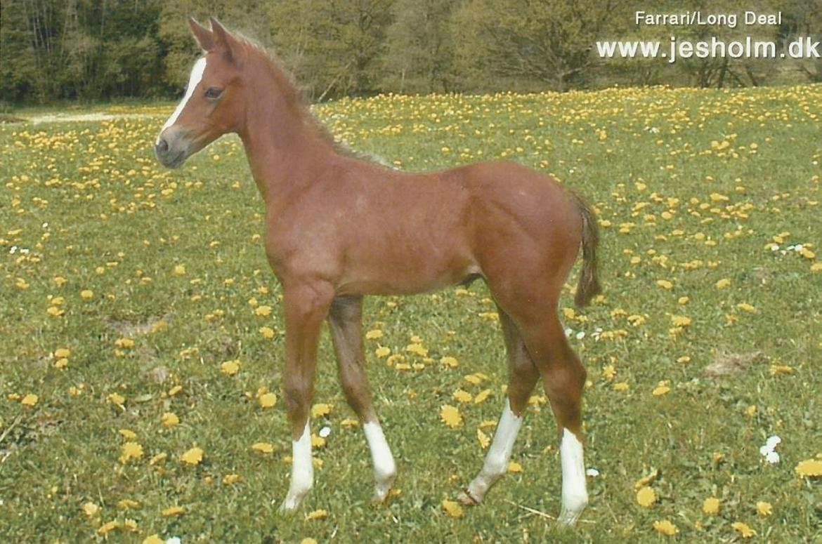 Trakehner Ferrari - Ferrari, knap 1 døgn gammel <3 Her ses det hvorfor han fik det navn han gjorde - han snød så alle sammen og blev grå ;p billede 15