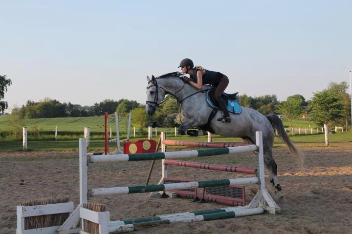Trakehner Ferrari - Han er blevet lidt fin :-) billede 16