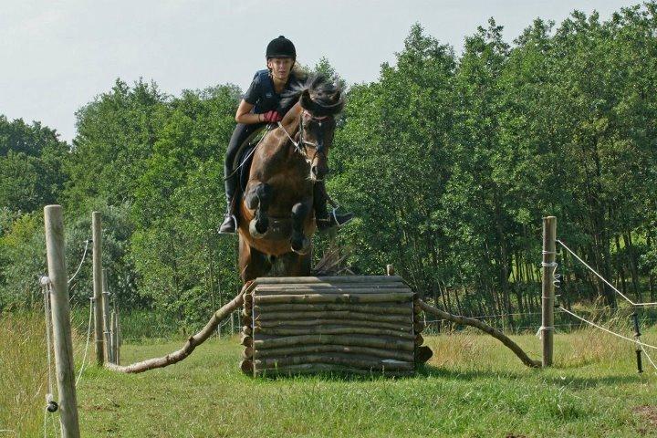 New Forest Sirius Hippios billede 14