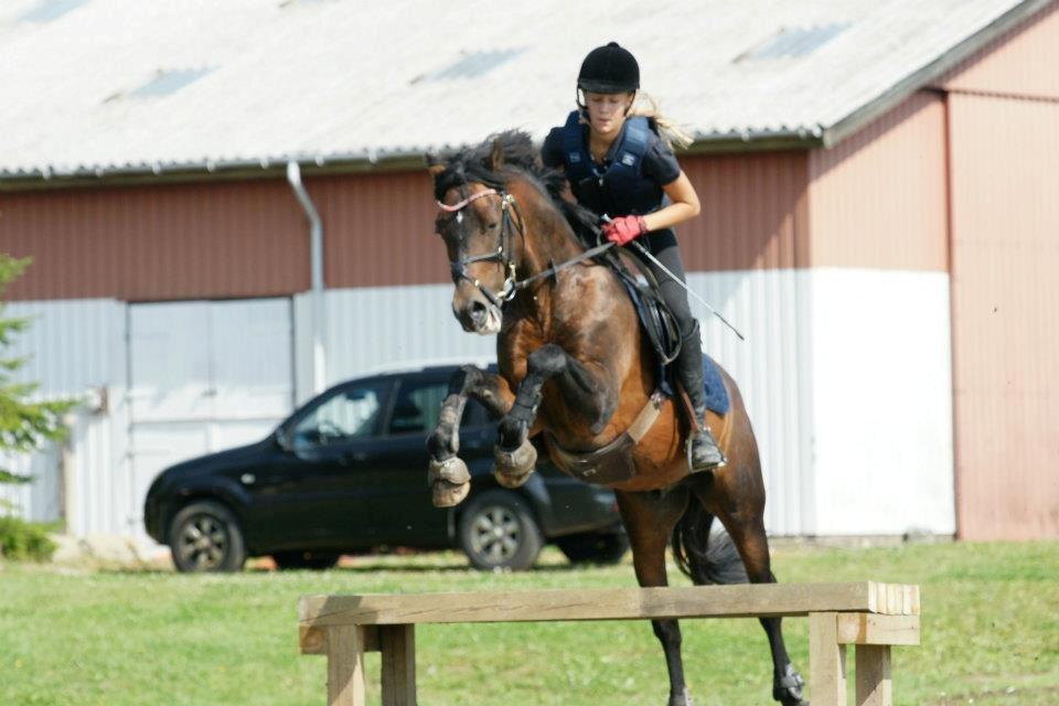 New Forest Sirius Hippios - Millitary, på vej over en "bænk" (-:  billede 15