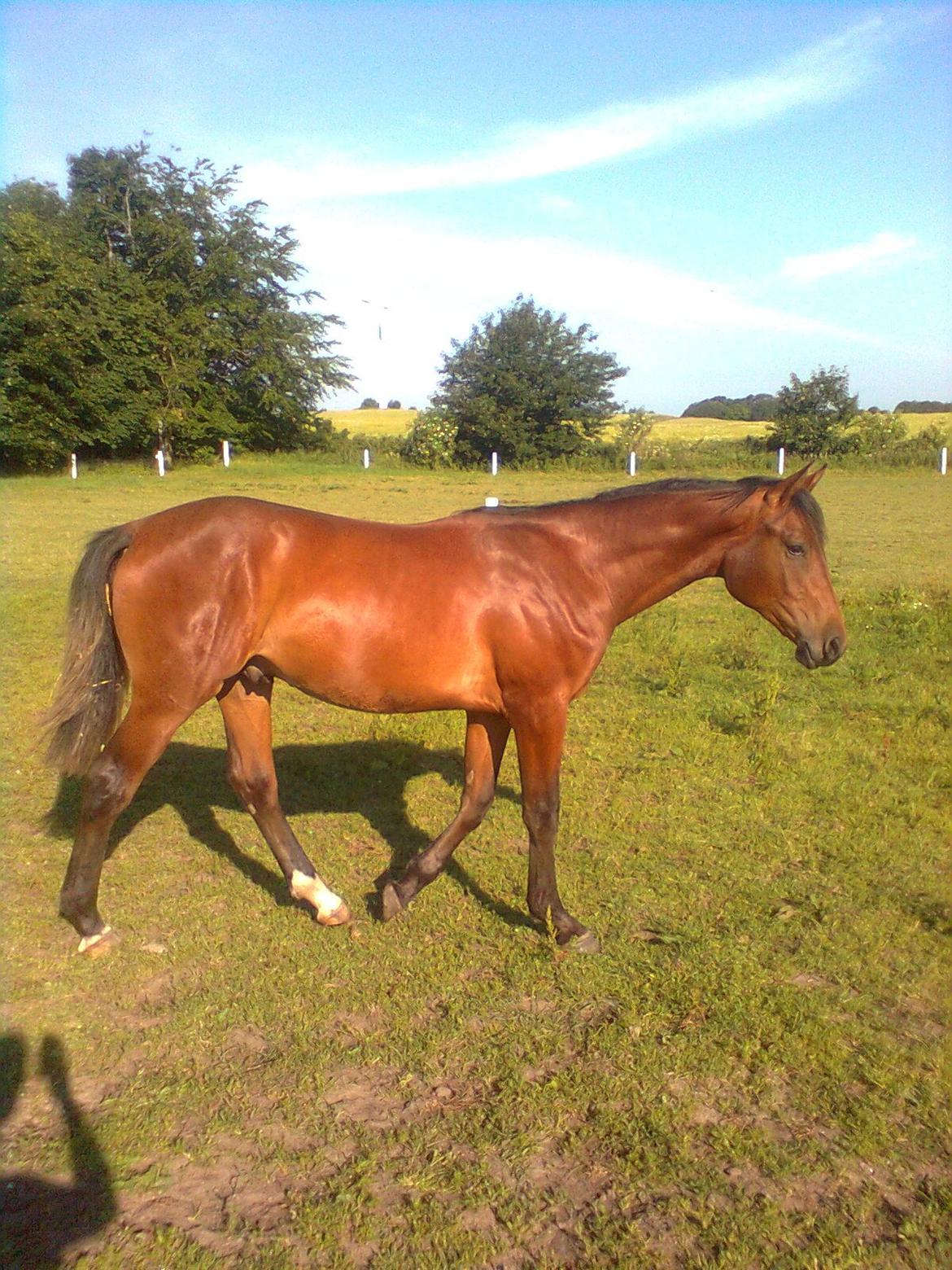 Anden særlig race Sassello Miracolo - 1 år - som katteskind i måneskin :-) billede 18