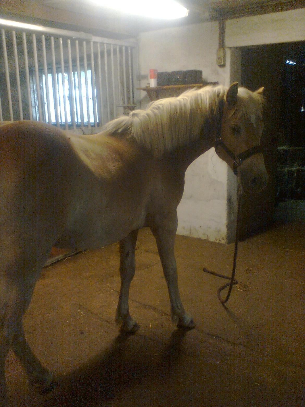 Haflinger Athæus MBM - 1 år gammel - øver parkering :-) billede 18