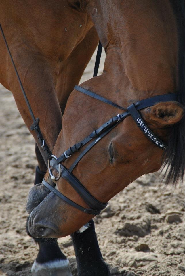 Dansk Varmblod - Lacoste [HIMMEL HEST] - 11) billede 11