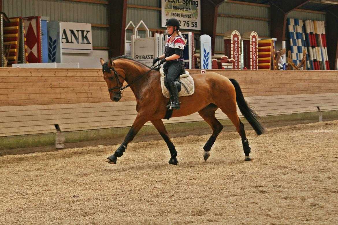 Dansk Varmblod - Lacoste [HIMMEL HEST] - 7) billede 7