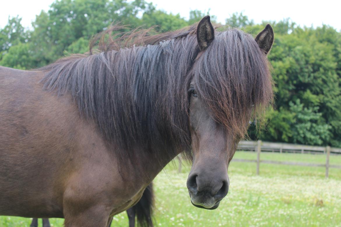 Islænder Hrafntinna fra Langtved - Hrafntinna på sommergræs ved Anne Balslev <3 billede 1