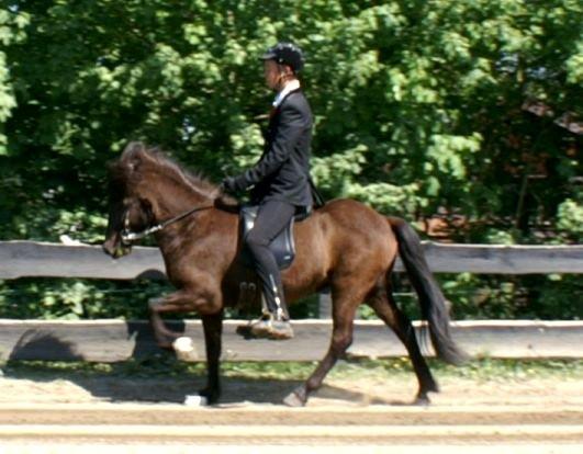 Islænder Hrafntinna fra Langtved - Kristian Tofte Ambo og Hrafntinna fra Langtved til stævne :) billede 2