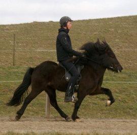 Islænder Hrafntinna fra Langtved - Hrafntinna <3 billede 3