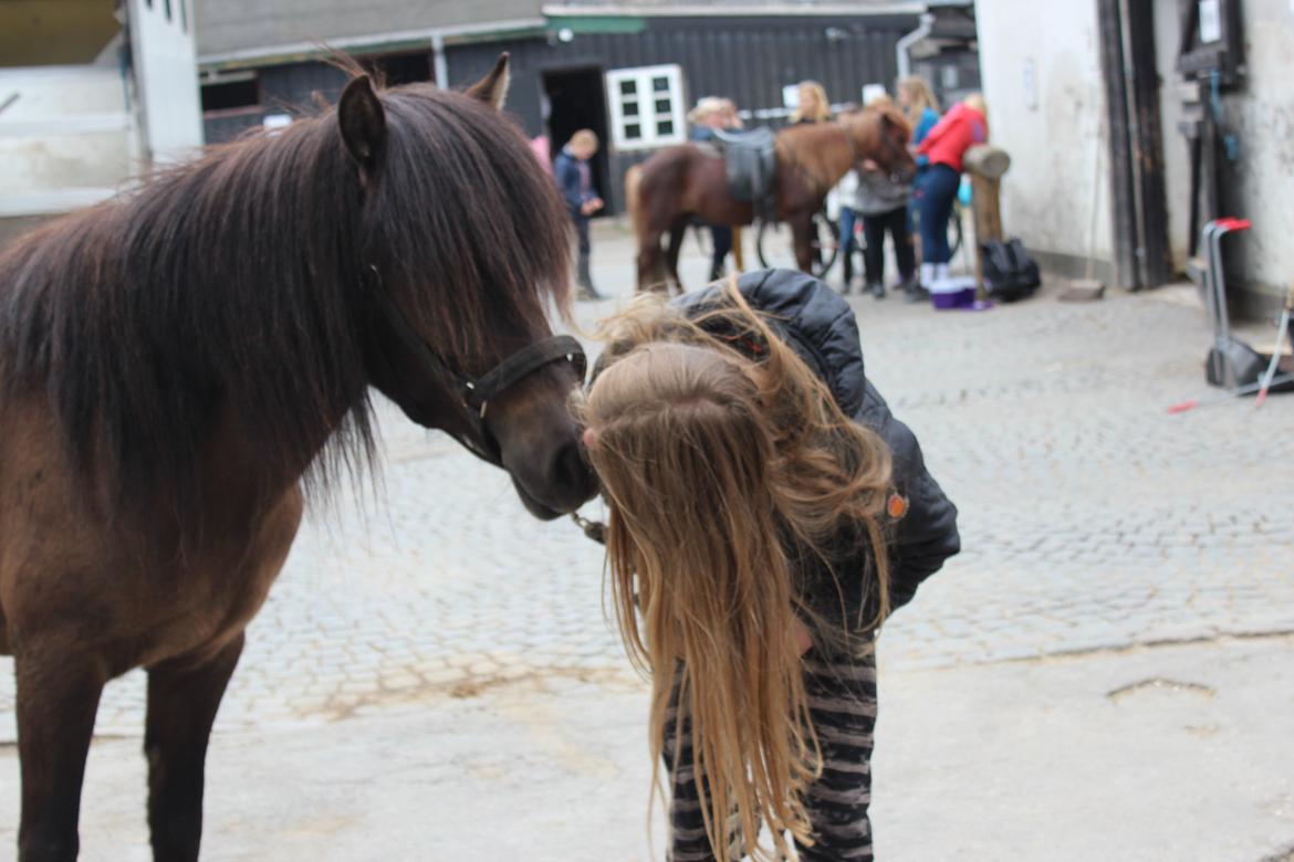 Islænder Hrafntinna fra Langtved - Hraffe lige da hun kom hjem <3 loooove you <3 <3  billede 4